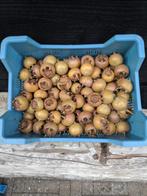 Mispels biologisch geteeld, Ophalen of Verzenden