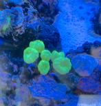 Caulastrea 6 koppen, Overige typen, Zoutwatervis