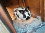 Konijn met verblijf, Dieren en Toebehoren, Konijnen, Mannelijk