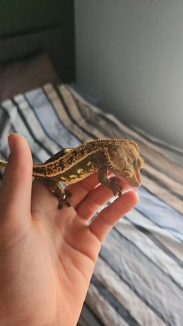 Mannelijke wimpergekko  beschikbaar voor biedingen