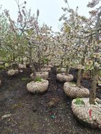 Kersenbomen in pot 10 jaar, Ophalen, In pot, Lente