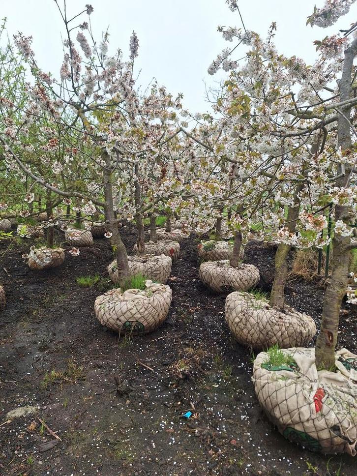 Kersenbomen in pot 10 jaar, Tuin en Terras, Planten | Fruitbomen, Lente, In pot, Ophalen