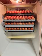 Broedservice - uw broedeieren uitbroeden met zorg!, Dieren en Toebehoren, Ophalen of Verzenden, Nieuw, Overige typen