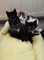Sibeer x Europese korthaar, Dieren en Toebehoren, Meerdere dieren, 0 tot 2 jaar