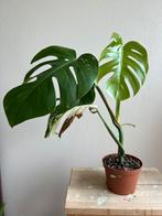 Monstera deliciosa variegata, Ophalen of Verzenden, Overige soorten, Minder dan 100 cm