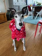 Super lieve windhond reu 5 jaar oud, Ophalen
