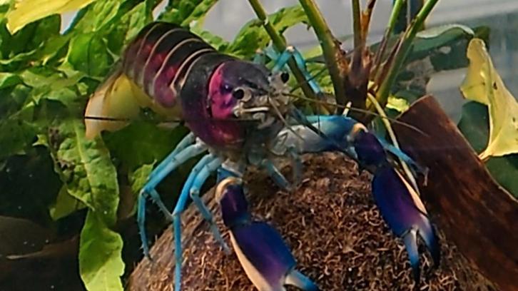 Te koop Cherax Pulcher nakomelingen (eigen nakweek), Dieren en Toebehoren, Vissen | Aquariumvissen, Zoetwatervis, Kreeft, Krab of Garnaal