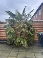 Trachycarpus fortunei - Chinese waaierpalm, Bloeit niet, 100 tot 250 cm, Palmboom, Ophalen
