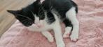 1 september kittens geboren Ik wil dat iemand ze adopteert