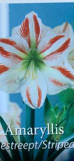 Amaryllis xxl, Ophalen, Gehele jaar, Knol