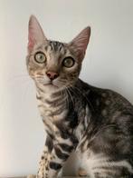 Moos zoekt een huisje!, Dieren en Toebehoren, Katten en Kittens | Raskatten | Korthaar, Kater