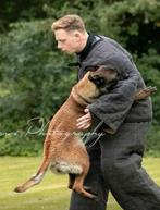 Te koop mechelse herder met certificaat PH1, Dieren en Toebehoren, Honden | Herdershonden en Veedrijvers, Rabiës (hondsdolheid)