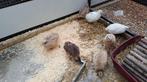 Japanse Kwartels, Dieren en Toebehoren, Vrouwelijk, Kip