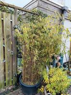 Grote Fargesia Bamboe in pot, Tuin en Terras, Ophalen, Vaste plant, Siergrassen, Bloeit niet