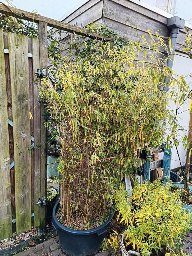 Grote Fargesia Bamboe in pot, Tuin en Terras, Planten | Tuinplanten, Vaste plant, Siergrassen, Halfschaduw, Bloeit niet, Ophalen