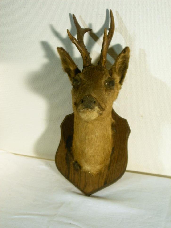 Hertenkop, Verzamelen, Dierenverzamelingen, Gebruikt, Gewei of Kop, Hert, Ophalen of Verzenden