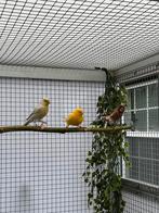 Diverse harlekijnen / oranje kanaries te koop, Dieren en Toebehoren, Vogels | Kanaries, Meerdere dieren, Kleurkanarie
