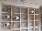 2 koppels  mooie boedepester  hoogvliegers  40euro, Dieren en Toebehoren, Vogels | Duiven, Meerdere dieren