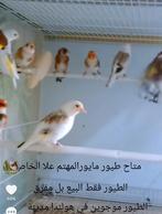 te koop major putters, Dieren en Toebehoren, Meerdere dieren, Bastaard