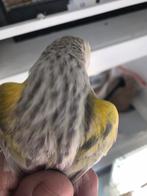 Geel mozaiek agaat opaal, Mannelijk, Kleurkanarie