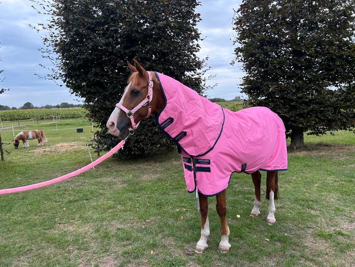 Horseware amigo deken roze 5’9, Dieren en Toebehoren, Paarden en Pony's | Dekens en Dekjes, Nieuw, Ophalen of Verzenden