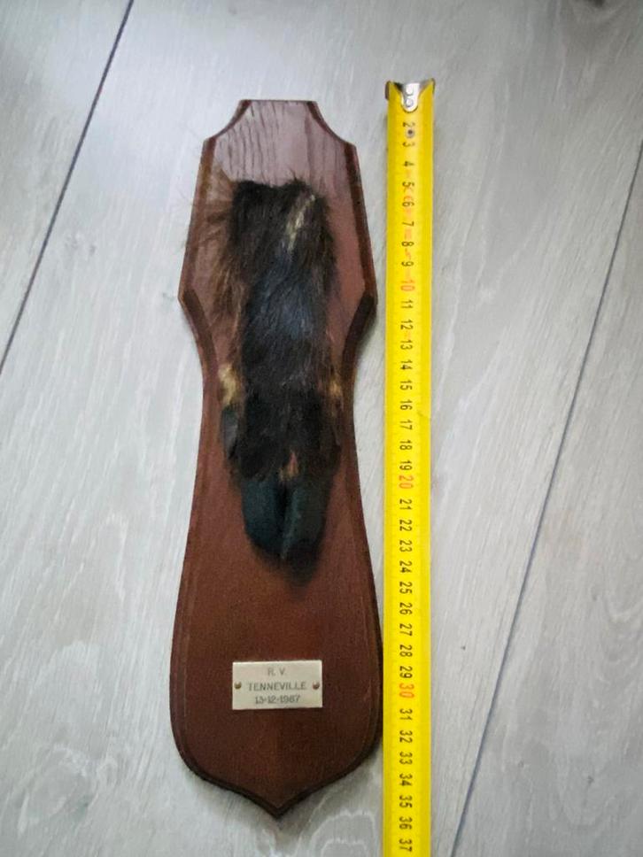 Taxidermie Everzwijn Poot wandmontage vintage, Antiek en Kunst, Curiosa en Brocante, Ophalen of Verzenden