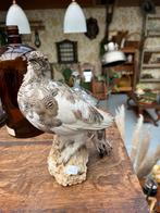 Taxidermie, Ophalen of Verzenden, Zo goed als nieuw, Opgezet dier