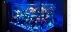 Red sea reefer  penensula 500 los, Dieren en Toebehoren, Vissen | Aquaria en Toebehoren, Ophalen, Gebruikt, Leeg aquarium