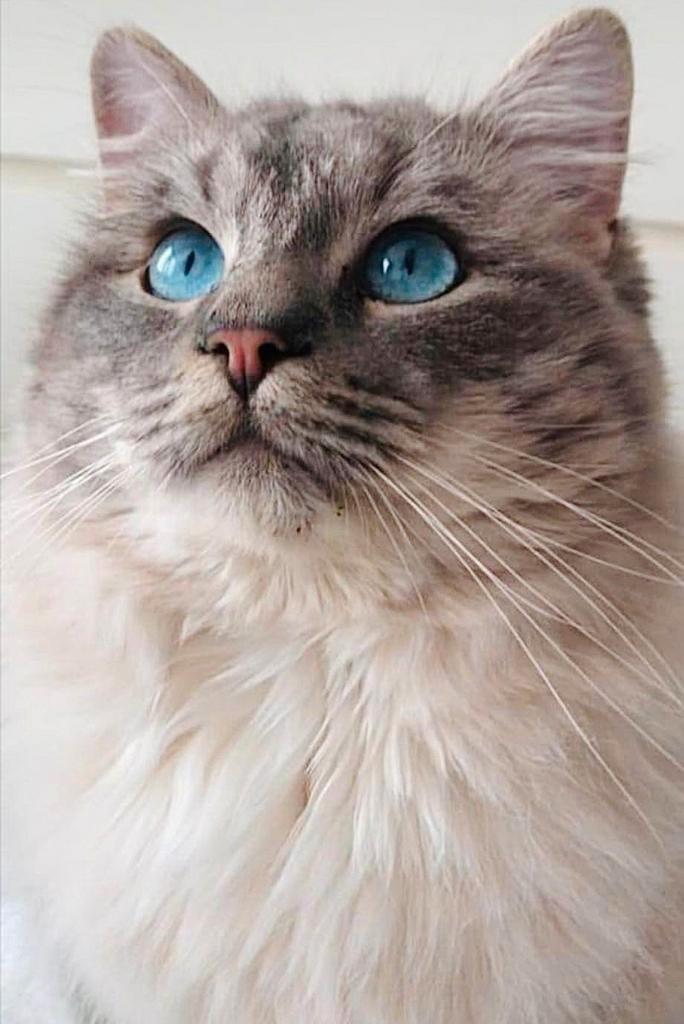 Dekkater ragdoll met dekkingsgarantie, Dieren en Toebehoren, Katten en Kittens | Raskatten | Langhaar, Kater, Met stamboom