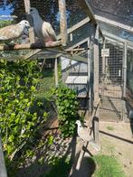 Lachduifjes, Dieren en Toebehoren, Mannelijk