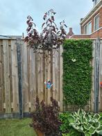 Prunus serrulata royal burgundy abrikoos boom tuin balkon, Halfschaduw, 100 tot 250 cm, Zomer, Ophalen