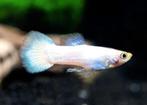 Platinum witte guppie koppel, Vis