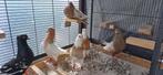 Perzische duiven, Meerdere dieren, Overige soorten
