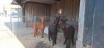 Alpaca hengsten, Dieren en Toebehoren