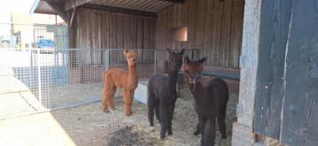 Alpaca hengsten beschikbaar voor biedingen