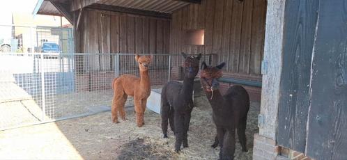 Alpaca hengsten, Dieren en Toebehoren, Stalling en Weidegang