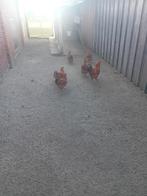 New hempshire, Meerdere dieren, Kip
