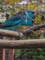 Barnard pop gezocht, Dieren en Toebehoren, Vogels | Parkieten en Papegaaien, Parkiet, Vrouwelijk