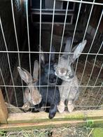 gratis Duitse reuzen mannetjes, Dieren en Toebehoren, Konijnen, Mannelijk, Groot