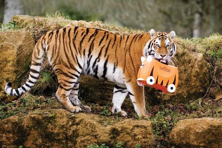 Trunki kinderkoffer Tipu tijger, Sieraden, Tassen en Uiterlijk, Koffers, Nieuw, Hard kunststof, Minder dan 50 cm, Minder dan 35 cm