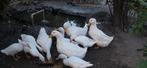 Indische loopeenden, Meerdere dieren, Eend