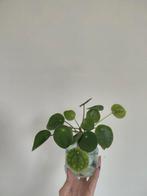 Pannenkoeken plant, Ophalen, Overige soorten, Minder dan 100 cm