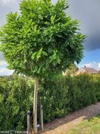 bomen bolacasia, Ophalen of Verzenden, 400 cm of meer