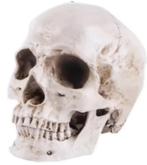 Prachtig schedel beeld 1:1 realistisch (19cm), Ophalen of Verzenden, Nieuw