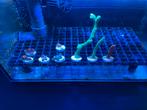 Koraal stekjes pakketjes 8 stuks, Dieren en Toebehoren, Vissen | Aquaria en Toebehoren, Ophalen of Verzenden, Gevuld zeewateraquarium