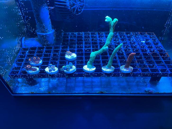 Koraal stekjes pakketjes 8 stuks, Dieren en Toebehoren, Vissen | Aquaria en Toebehoren, Gevuld zeewateraquarium, Ophalen of Verzenden
