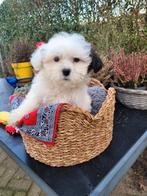 Leuke boomer pups te koop!, Dieren en Toebehoren, Honden | Chihuahua's en Gezelschapshonden, Parvo, Overige rassen, 8 tot 15 weken