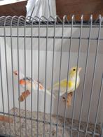 Kanarie, Dieren en Toebehoren, Meerdere dieren, Kleurkanarie