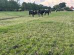 Black Angus stieren, Vrouwelijk, 0 tot 2 jaar