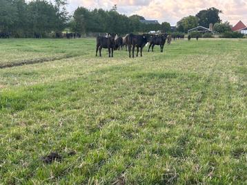 Black Angus stieren beschikbaar voor biedingen
